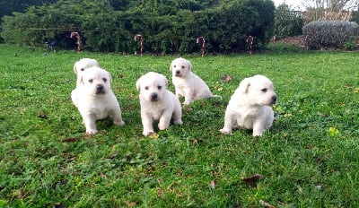 Les chiots de Labrador Retriever