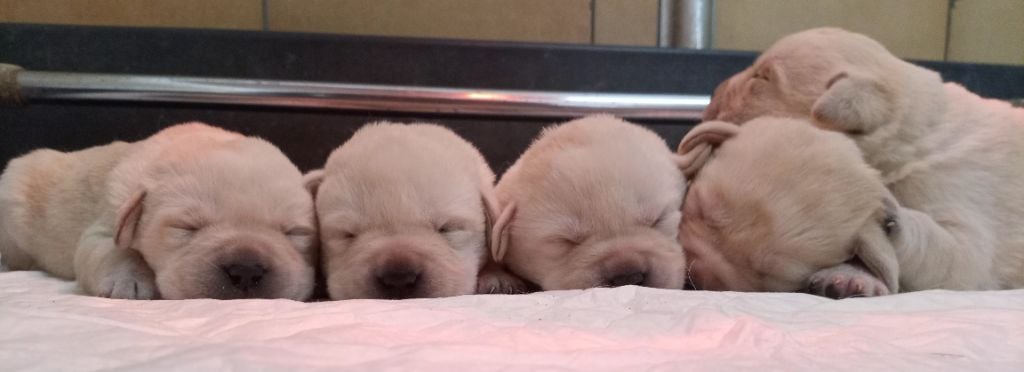 CHIOT 3 - Labrador Retriever