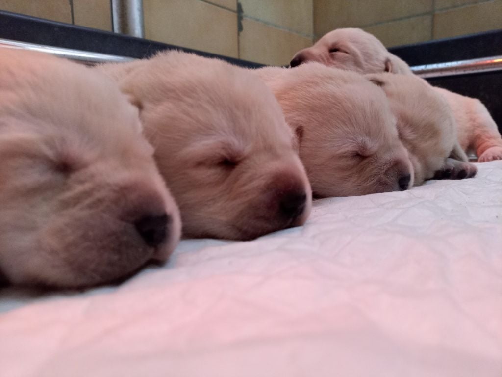 CHIOT 2 - Labrador Retriever