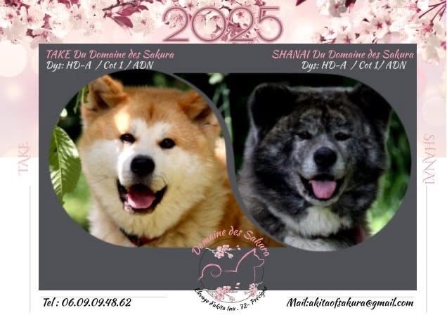 Akita - du domaine des Sakura