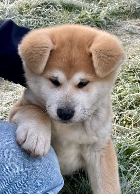 Les chiots de Akita