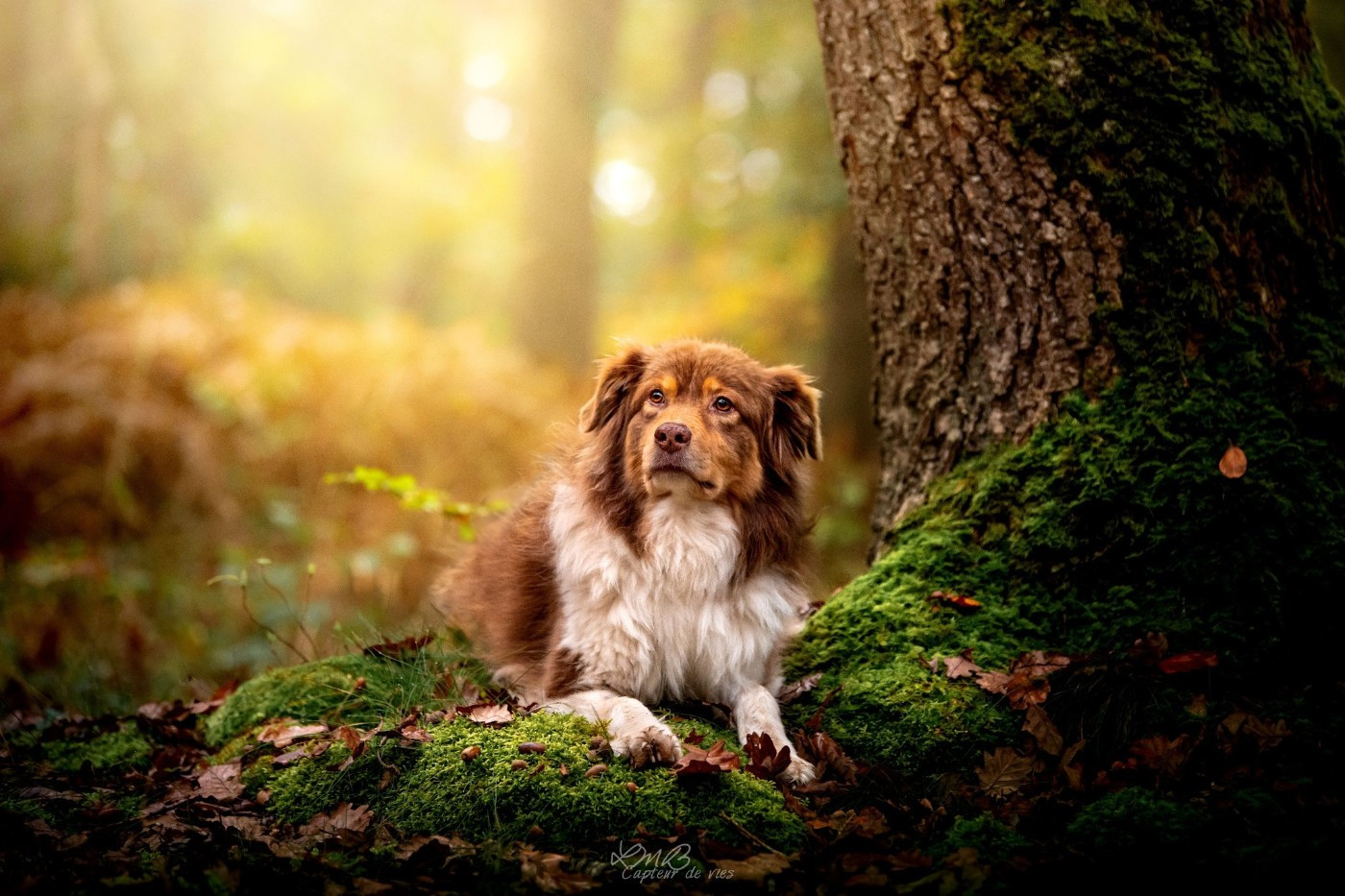 Larena Des Reves d'Akuna