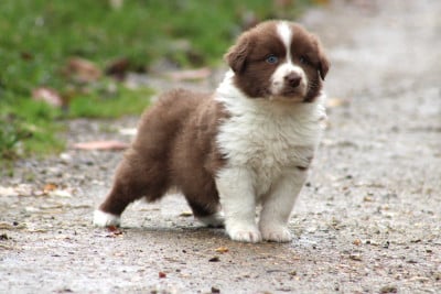 Les chiots de Berger Australien