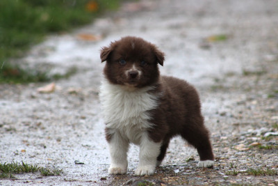 Les chiots de Berger Australien