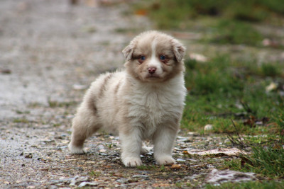 Les chiots de Berger Australien