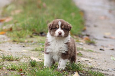 Les chiots de Berger Australien