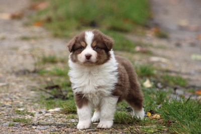 Les chiots de Berger Australien