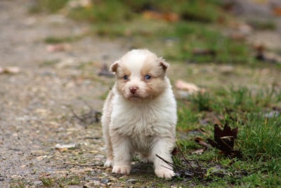 Les chiots de Berger Australien