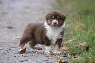 Les chiots de Berger Australien