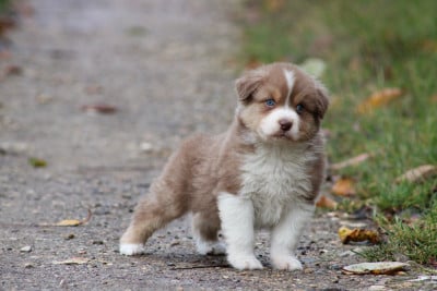 Les chiots de Berger Australien