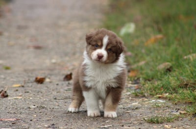 Les chiots de Berger Australien