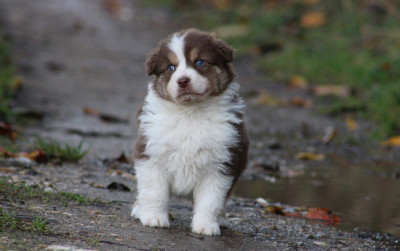 Les chiots de Berger Australien