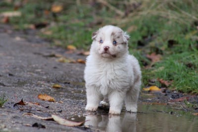 Les chiots de Berger Australien