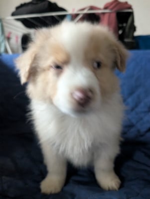 Les chiots de Berger Australien