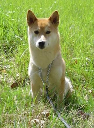 Simba du Voyage D'Hiver