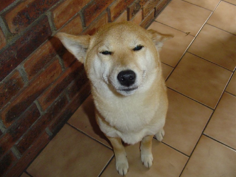 Simba du Voyage D'Hiver