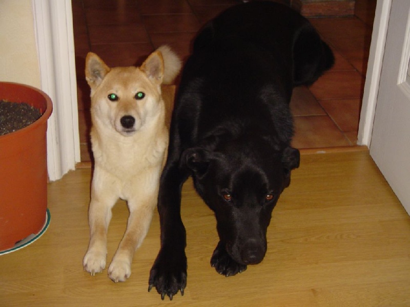 Simba du Voyage D'Hiver