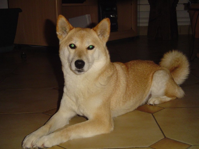 Simba du Voyage D'Hiver