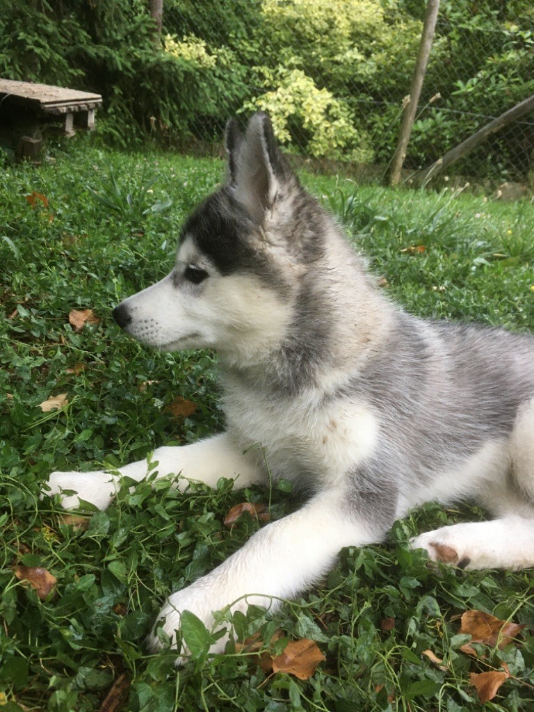 Chiot Siberian Husky, mâle disponible en Ile De France, 94