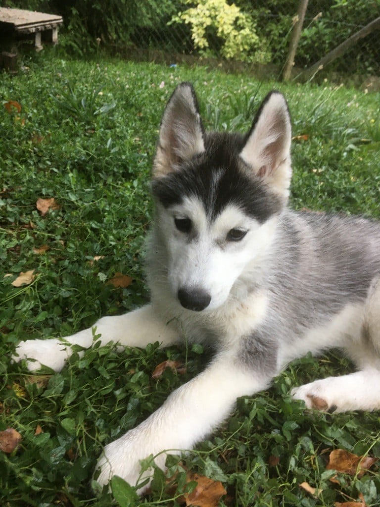 Chiot Siberian Husky, mâle disponible en Ile De France, 94