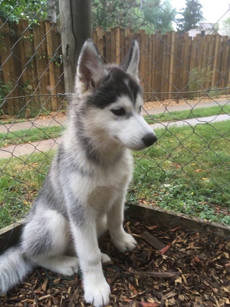 Chiot Siberian Husky, mâle disponible en Ile De France, 94