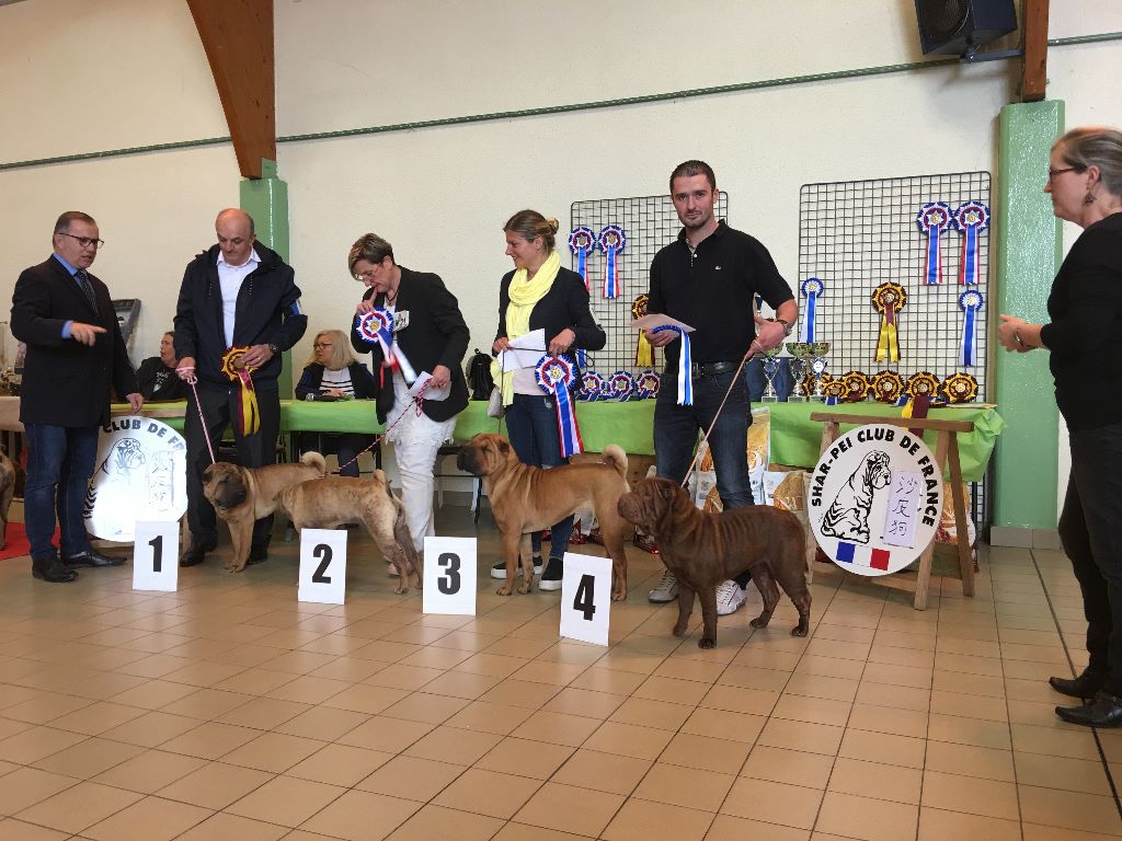 Mousse au chocolat du Bouquet d'Epices - 4 eme classe jeune femelle trés bon