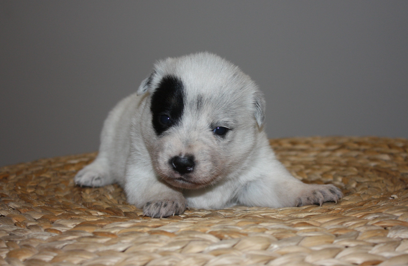 CHIOT 1 - Bouvier australien