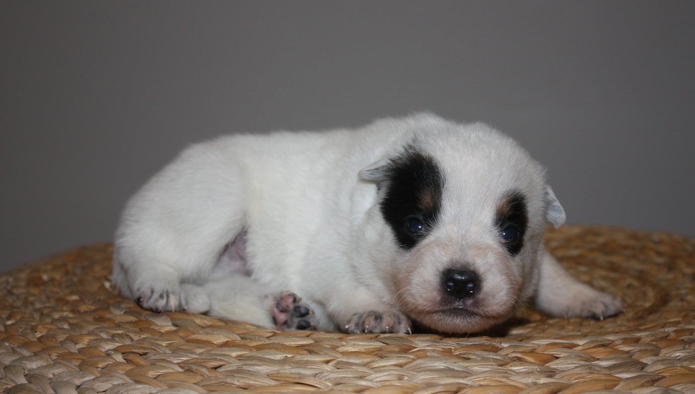 CHIOT 3 - Bouvier australien