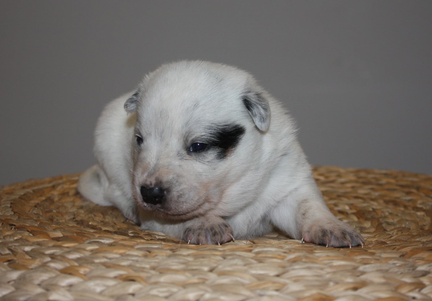 CHIOT 4 - Bouvier australien