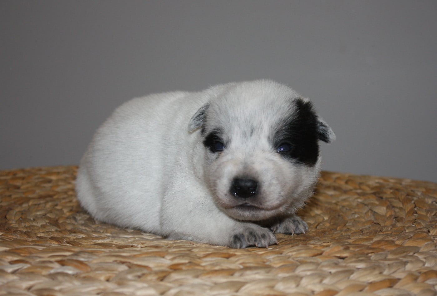 CHIOT 5 - Bouvier australien