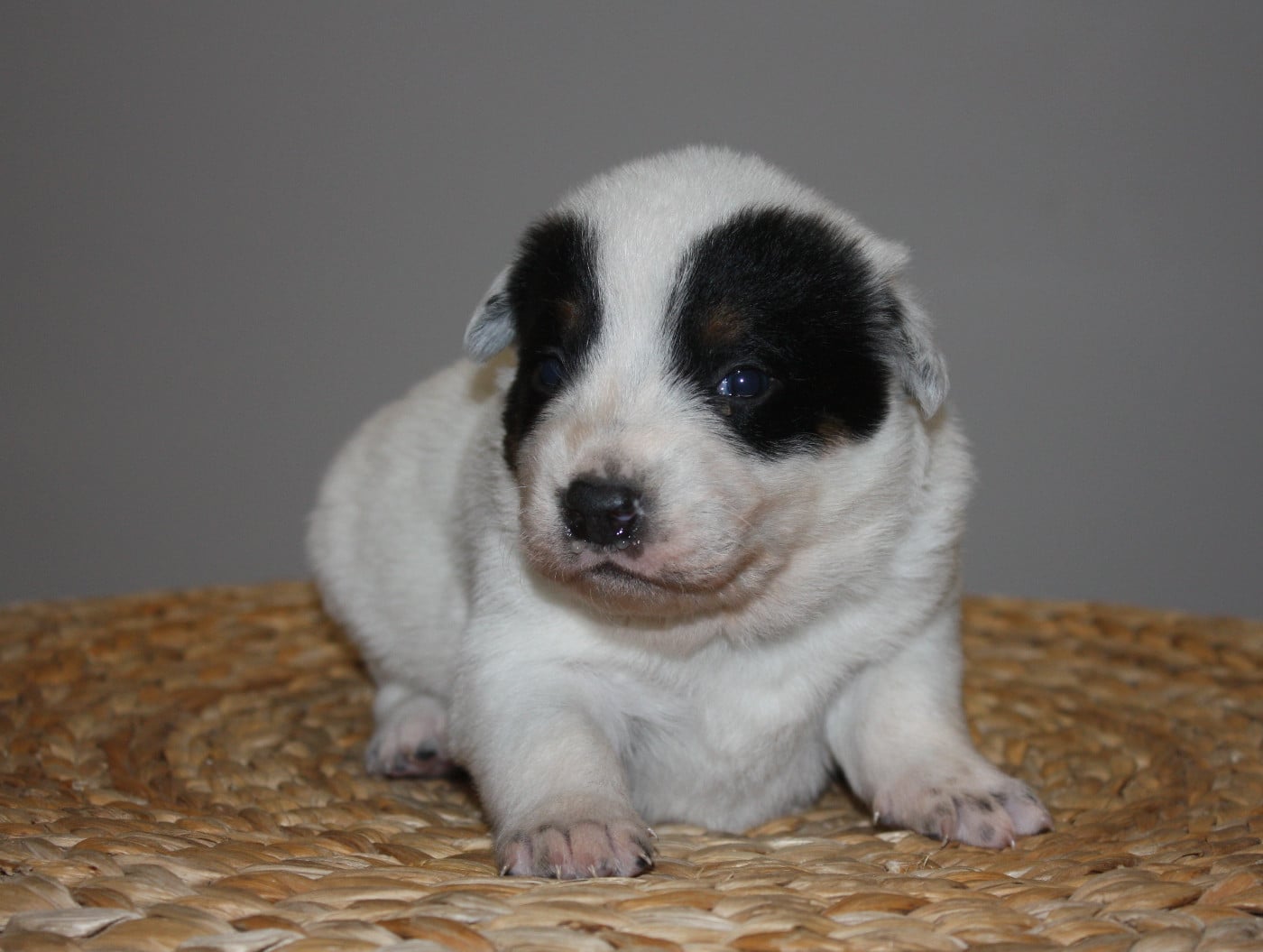 CHIOT 6 - Bouvier australien