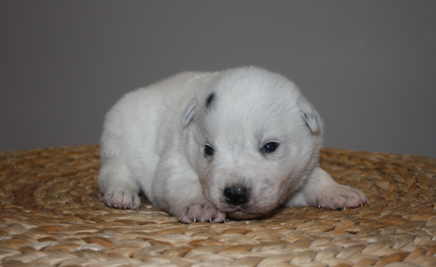 CHIOT 7 - Bouvier australien