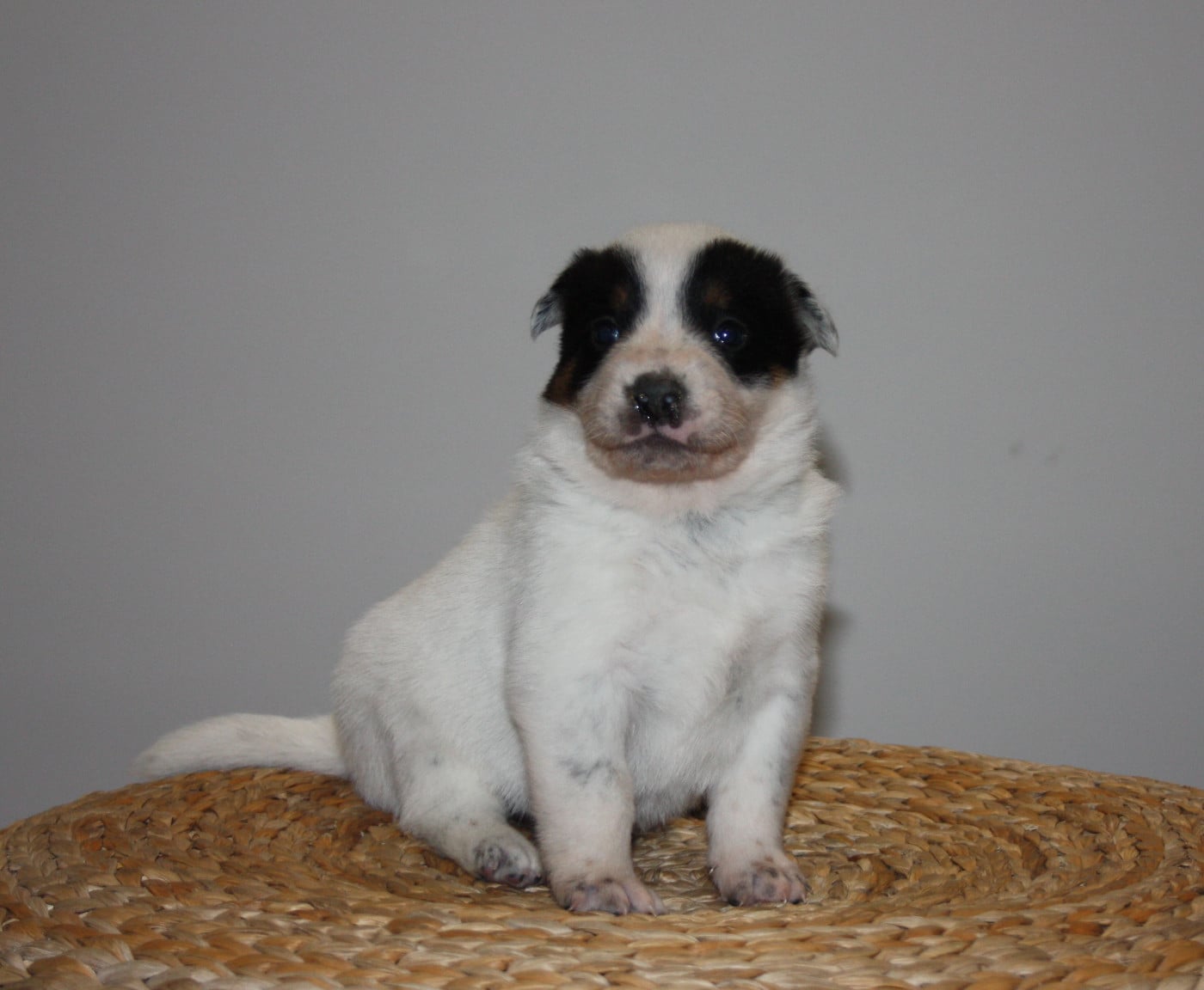 Bouvier australien - Catching Spots