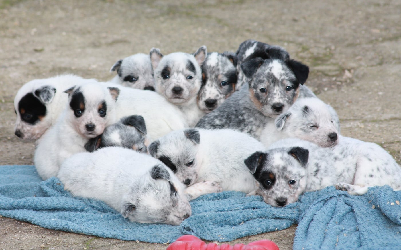 Bouvier australien - Catching Spots