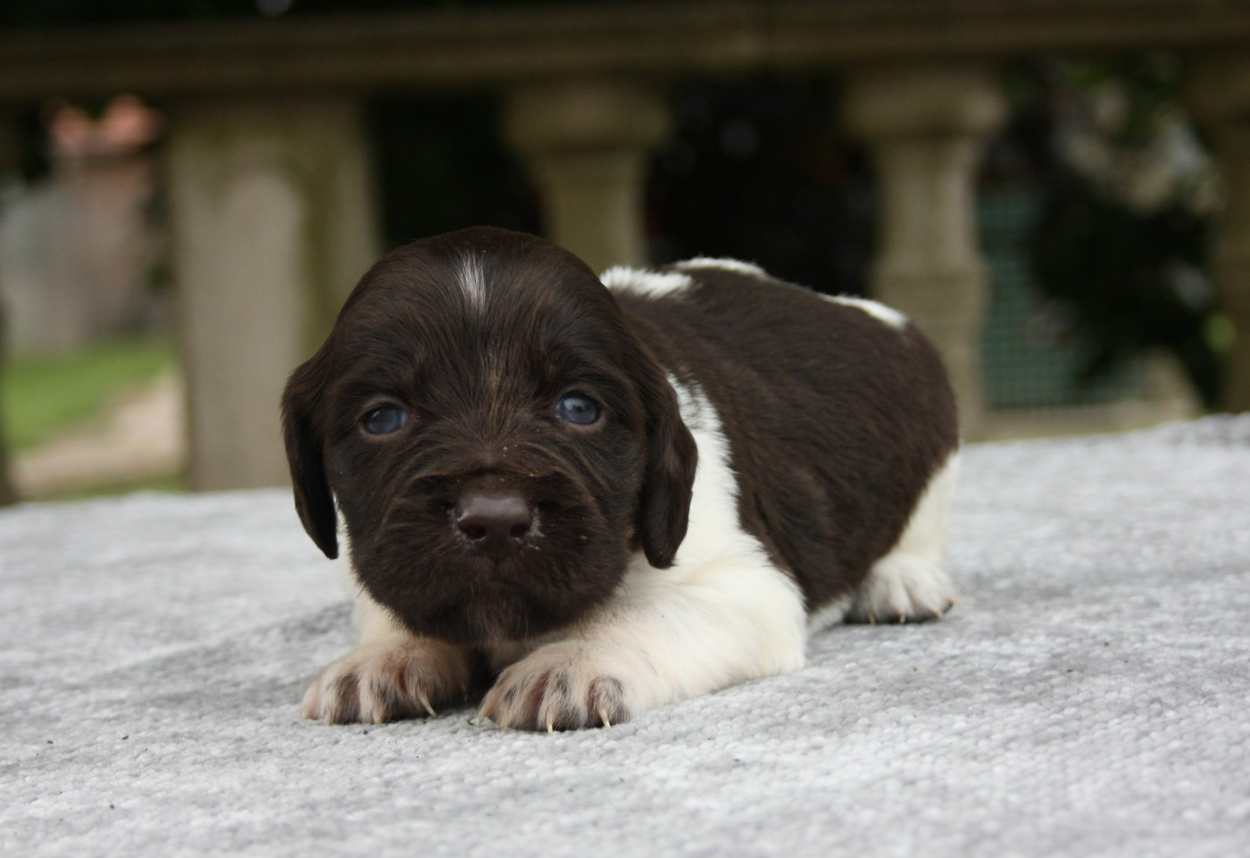 Chiot N°3 - Billy