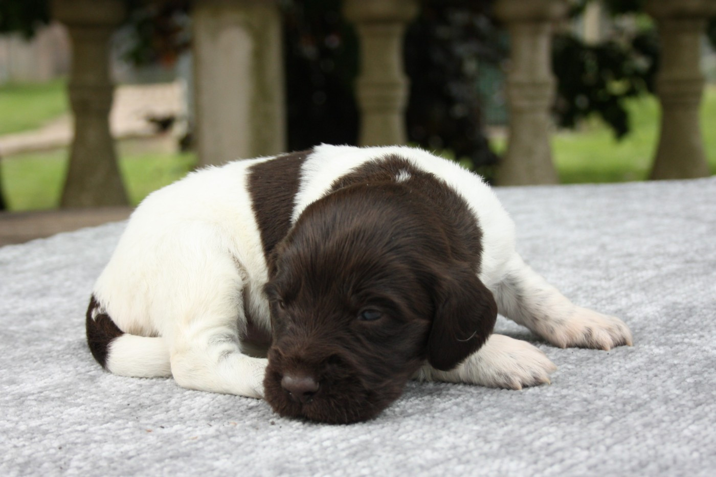 Chiot N°4 - Blitz