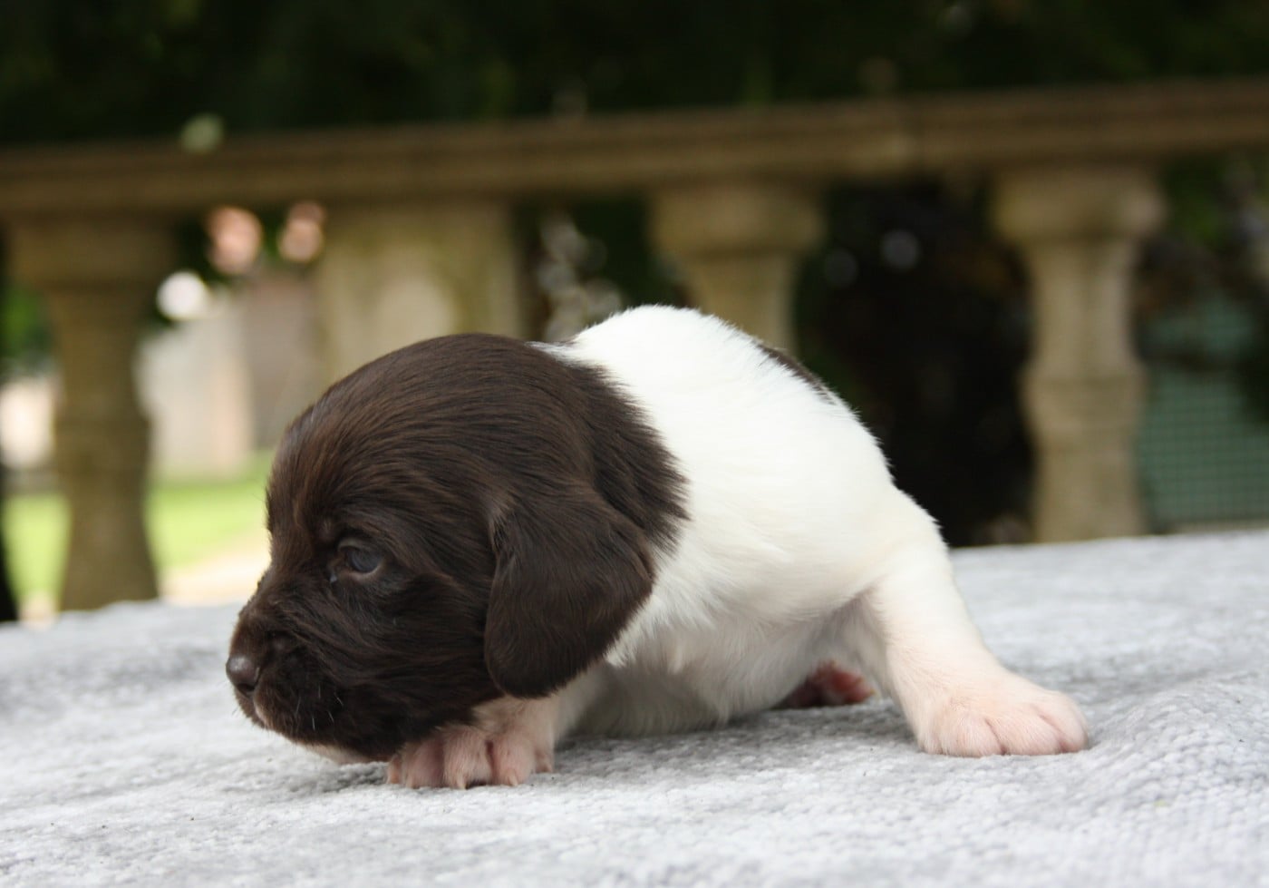 Chiot N°8 - Biscotte