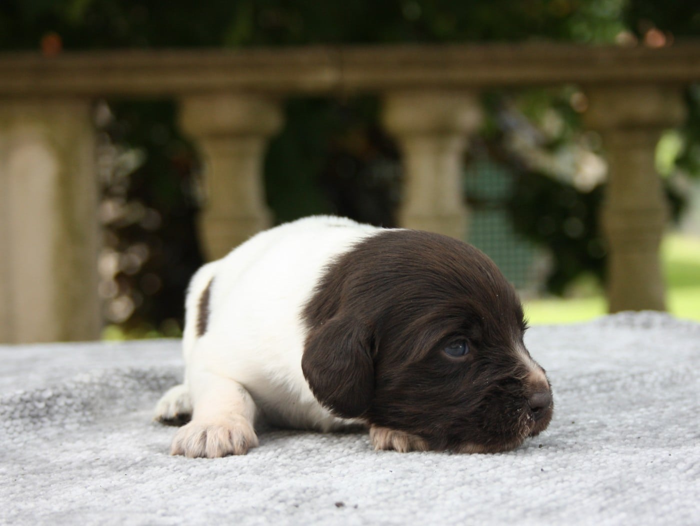 Chiot N°9 - Briska