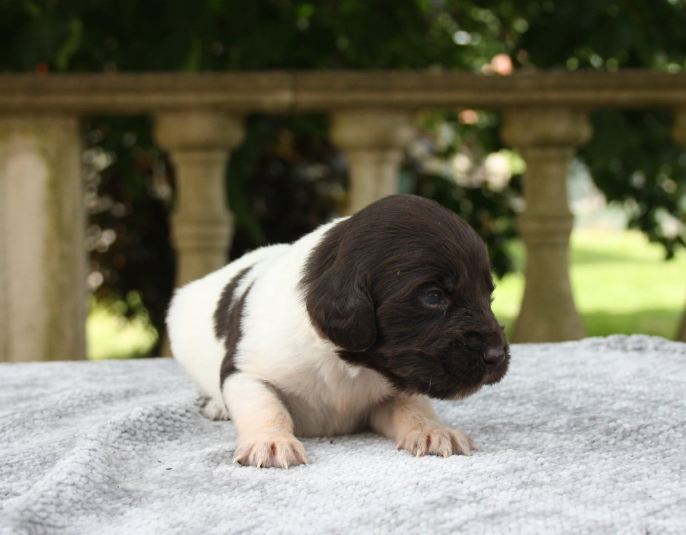 Chiot N°10 - Betsy