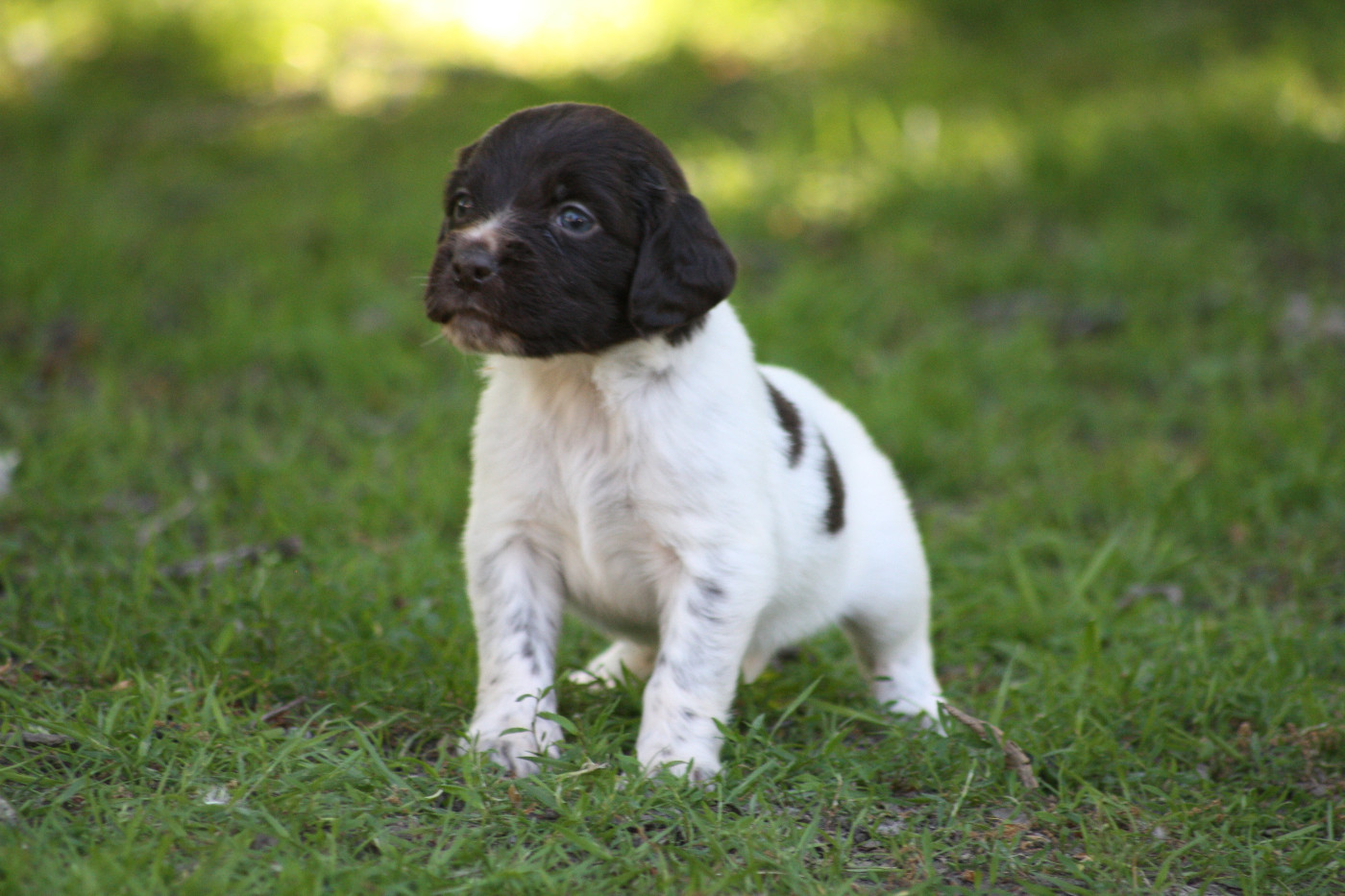 Chiot N°9 - Briska