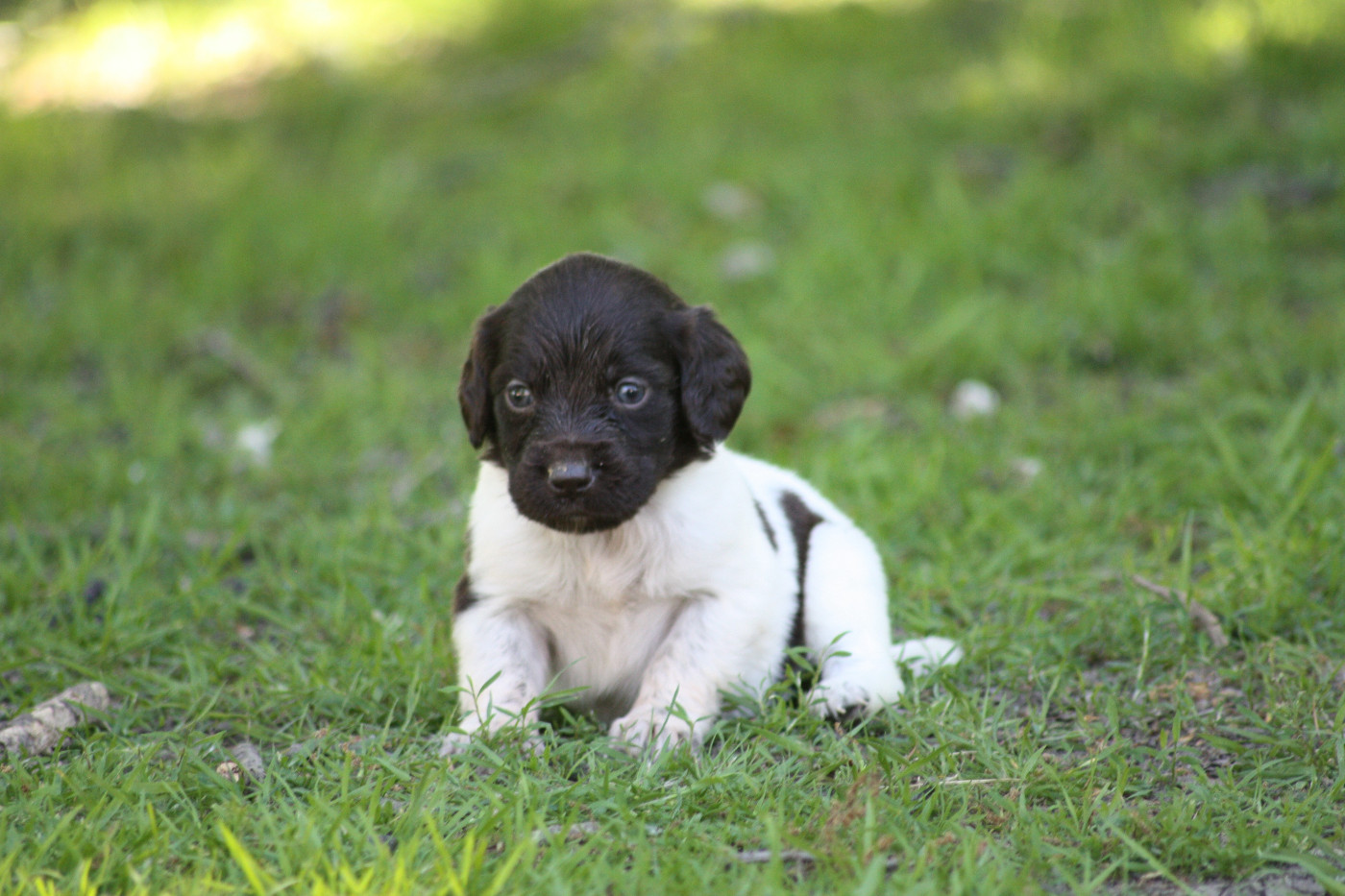 Chiot N°10 - Betsy
