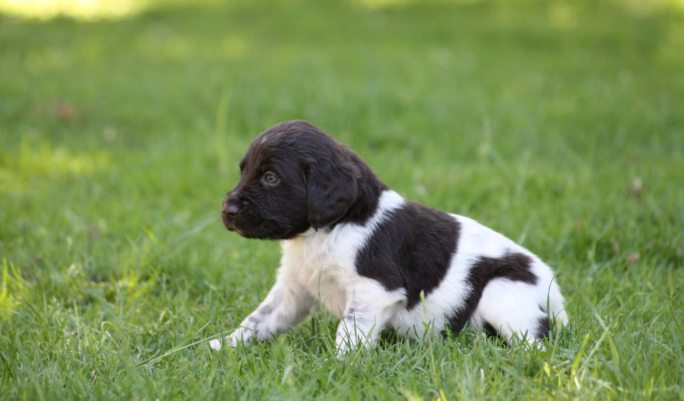 Chiot N°2 - Bandit