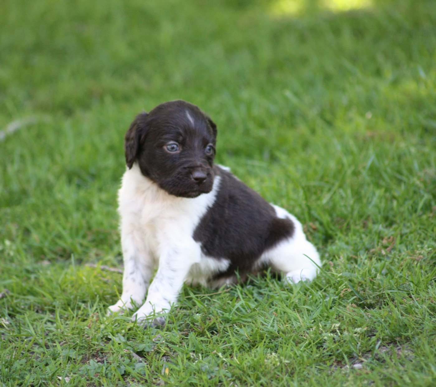 Chiot N°3 - Billy