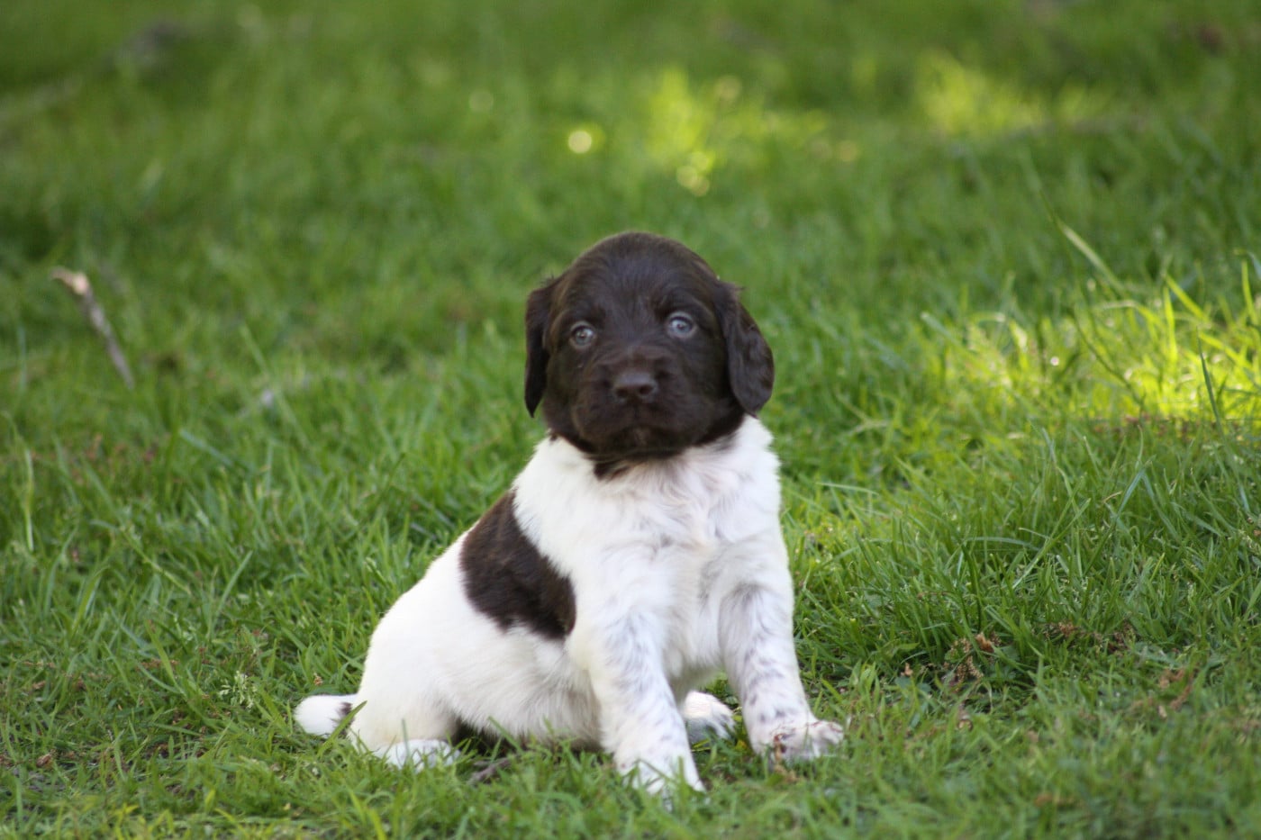 Chiot N°4 - Blitz
