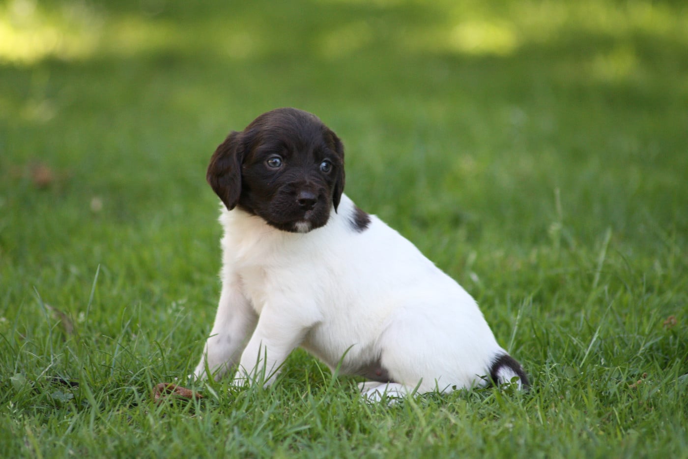 Chiot N°8 - Biscotte