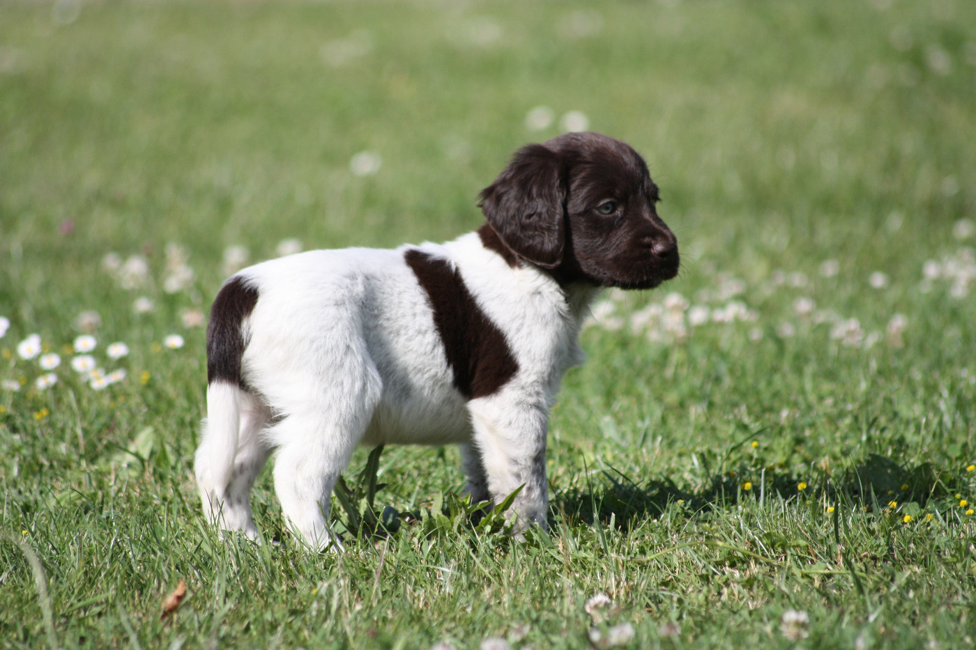 Chiot N°4 - Blitz