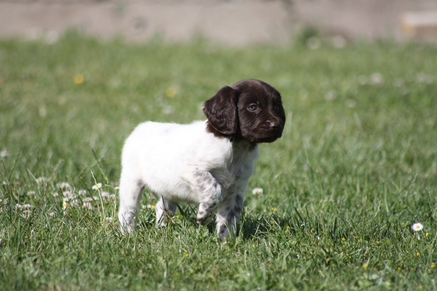 Chiot N°7 - Brokk
