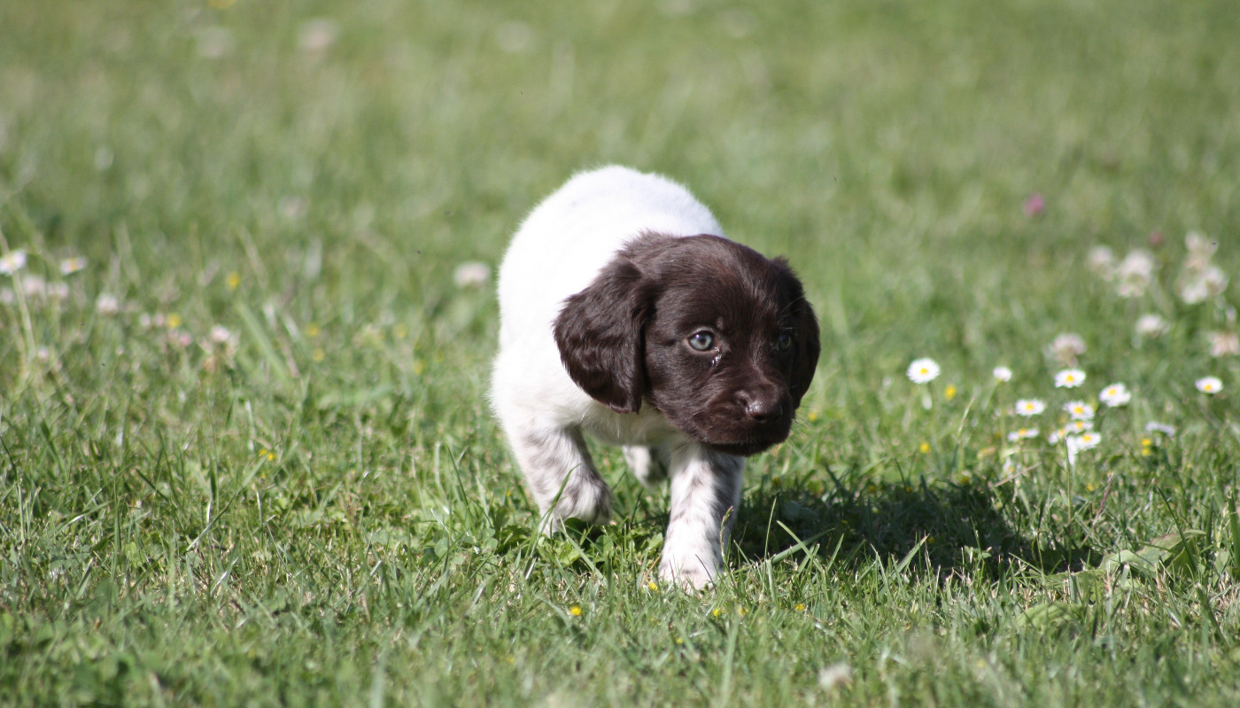 Chiot N°7 - Brokk