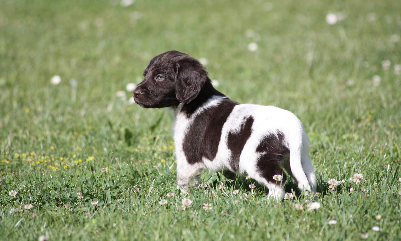 Chiot N°2 - Bandit