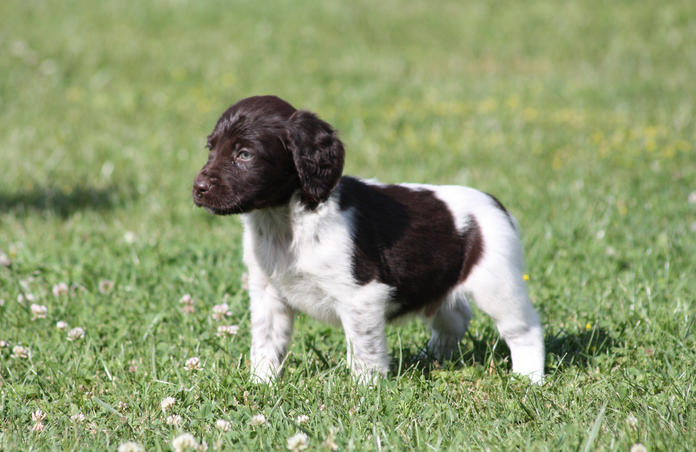 Chiot N°3 - Billy
